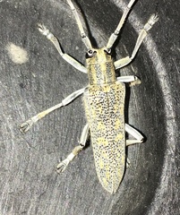 Saperda calcarata