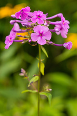 Phlox glaberrima