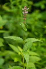 Stachys latidens