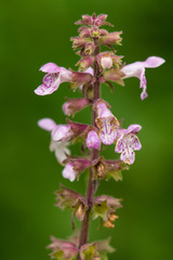 Stachys latidens