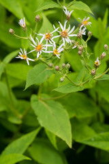 Eurybia chlorolepis