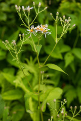 Eurybia chlorolepis