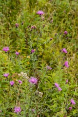 Centaurea stoebe australis