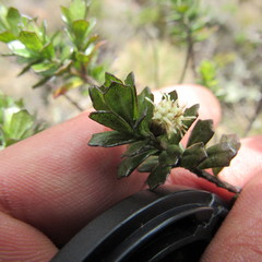 Baccharis tricuneata
