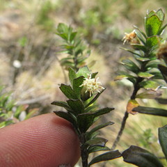 Baccharis tricuneata