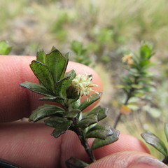 Baccharis tricuneata