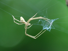 Menneus superciliosus