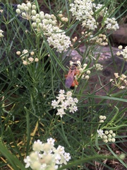 Asclepias subverticillata