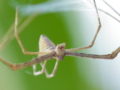 Menneus superciliosus