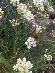 Asclepias subverticillata