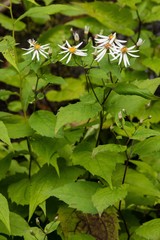 Eurybia chlorolepis