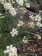 Asclepias subverticillata