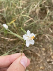 Hibiscus phoeniceus