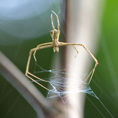 Menneus superciliosus