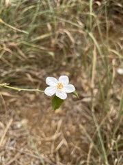 Hibiscus phoeniceus