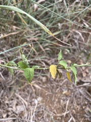 Hibiscus phoeniceus