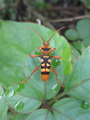 Chlorophorus quinquefasciatus