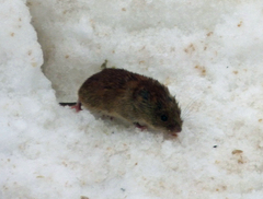 Clethrionomys gapperi