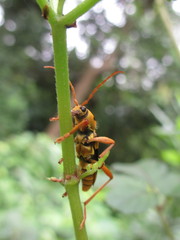 Chlorophorus quinquefasciatus