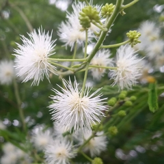 Mimosa bimucronata