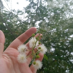 Mimosa bimucronata