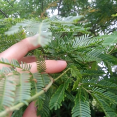 Mimosa bimucronata