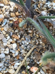 Endiodioctes