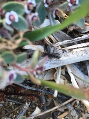 Endiodioctes
