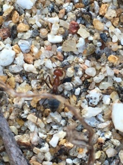Endiodioctes