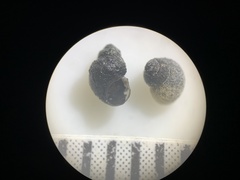 Pyrgulopsis gibba