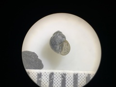 Pyrgulopsis gibba