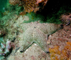 Anthenea sidneyensis