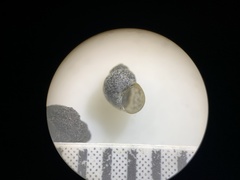 Pyrgulopsis gibba