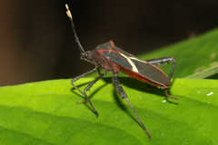 Leptoscelis tricolor