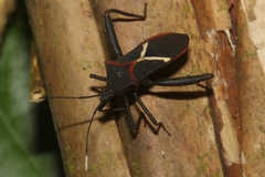 Leptoscelis tricolor