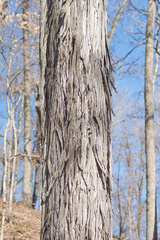 Carya carolinae-septentrionalis