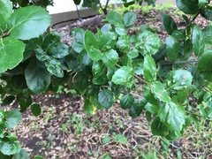 Quercus agrifolia