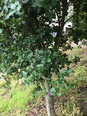 Quercus agrifolia