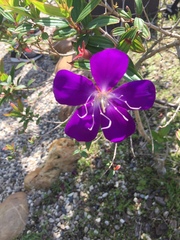 Pleroma semidecandrum