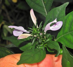 Isoglossa cooperi