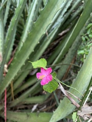 Hibiscus phoeniceus
