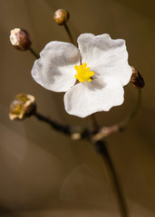 Sagittaria isoetiformis