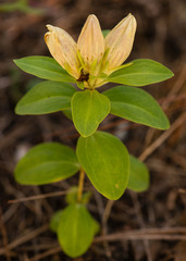 Gentiana villosa