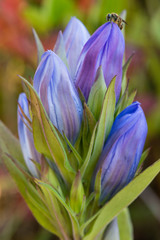 Gentiana catesbaei