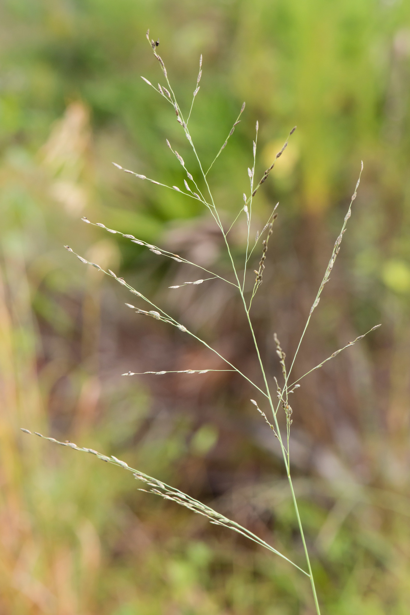 (c) Keith Bradley, certains droits réservés (CC BY-NC) https://www.inaturalist.org/observations/86934177