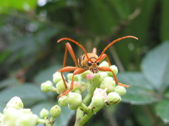 Chlorophorus quinquefasciatus