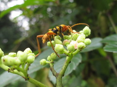 Chlorophorus quinquefasciatus