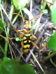 Chlorophorus quinquefasciatus