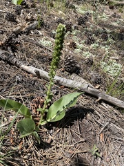 Veronica plantaginea