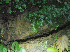 Wiesnerella denudata